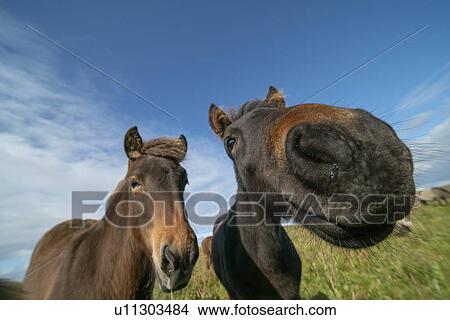 Horses. View Large Photo Image Picture - Horses.. Fotosearch
