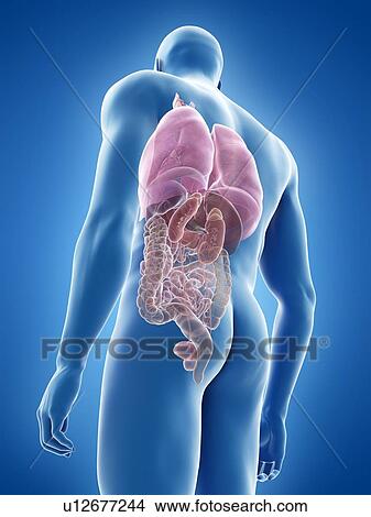 Picture - Human anatomy, illustration. Fotosearch