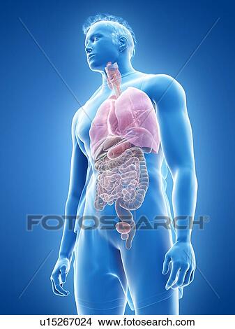 Picture - Human anatomy, illustration. Fotosearch