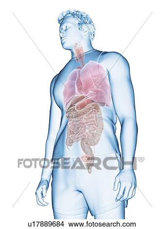 Human anatomy, illustration View Large Photo Image Picture - Human anatomy, illustration. Fotosearch