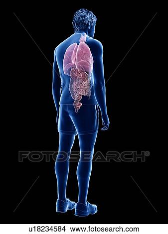 Picture - Human anatomy, illustration. Fotosearch
