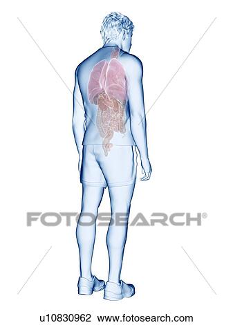 Stock Image - Human anatomy, illustration. Fotosearch