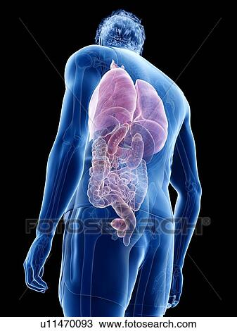 Stock Image - Human anatomy, illustration. Fotosearch