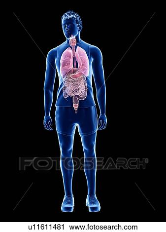 Stock Image - Human anatomy, illustration. Fotosearch