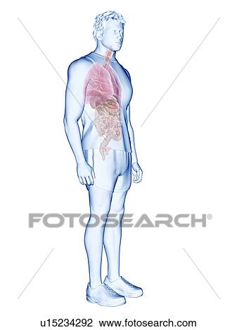 Human anatomy, illustration View Large Photo Image Stock Image - Human anatomy, illustration. Fotosearch