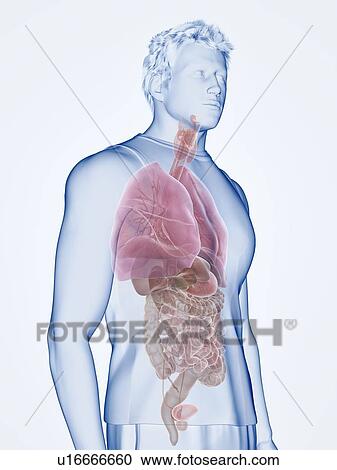 Human anatomy, illustration View Large Photo Image Stock Image - Human anatomy, illustration. Fotosearch