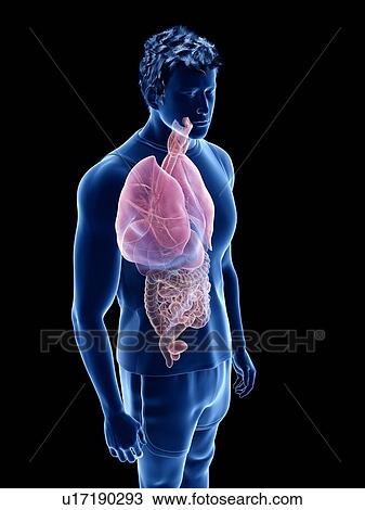 Human anatomy, illustration View Large Photo Image Stock Image - Human anatomy, illustration. Fotosearch