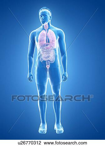 Stock Image - Human anatomy, illustration. Fotosearch