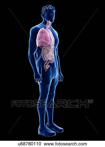 Human anatomy, illustration View Large Photo Image Stock Image - Human anatomy, illustration. Fotosearch