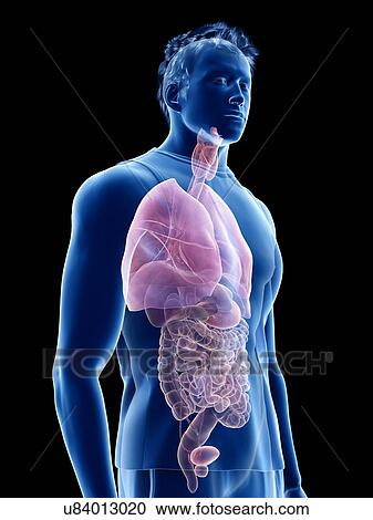 Human anatomy, illustration View Large Photo Image Stock Image - Human anatomy, illustration. Fotosearch