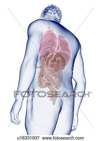 Stock Photo - Human anatomy, illustration. Fotosearch