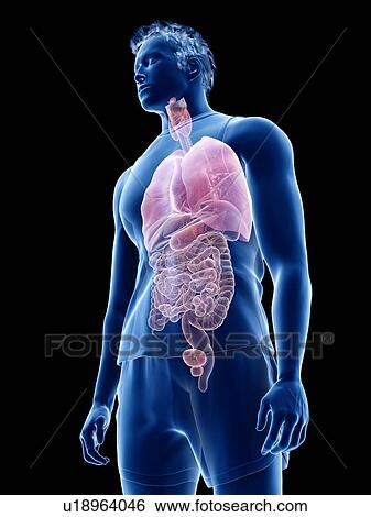 Human anatomy, illustration View Large Photo Image Stock Photograph - Human anatomy, illustration. Fotosearch