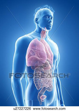 Stock Photograph - Human anatomy, illustration. Fotosearch