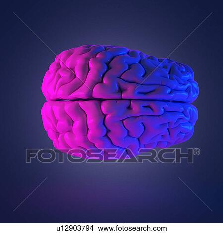 Picture - Human brain, computer illustration.. Fotosearch