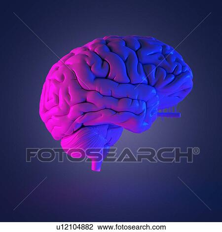 Human brain, computer illustration. View Large Photo Image Stock Image - Human brain, computer illustration.. Fotosearch