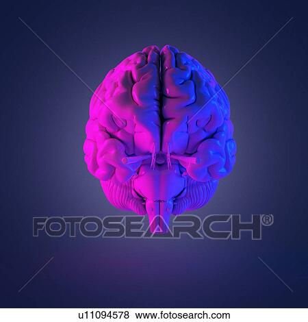 Human brain, computer illustration. View Large Photo Image Stock Photo - Human brain, computer illustration.. Fotosearch