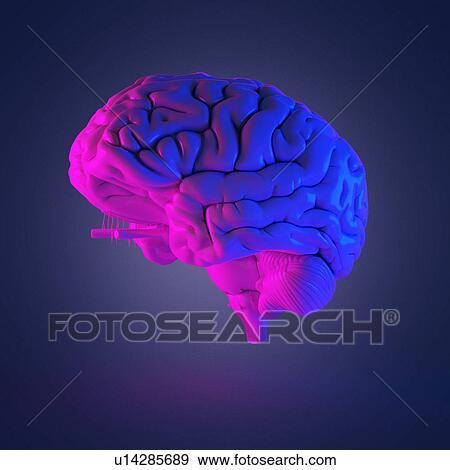 Human brain, computer illustration. View Large Photo Image Stock Photo - Human brain, computer illustration.. Fotosearch
