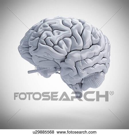 Human brain, computer illustration. View Large Photo Image Stock Photo - Human brain, computer illustration.. Fotosearch