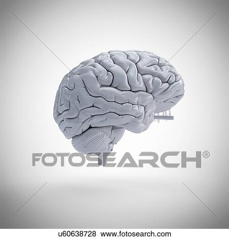 Stock Photo - Human brain, computer illustration.. Fotosearch