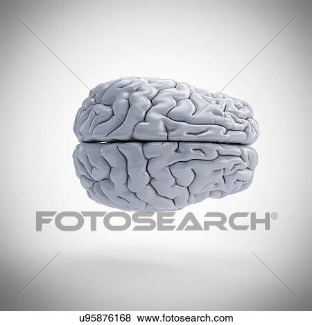 Stock Photo - Human brain, computer illustration.. Fotosearch