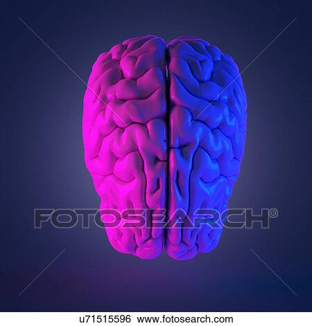Stock Photograph - Human brain, computer illustration.. Fotosearch