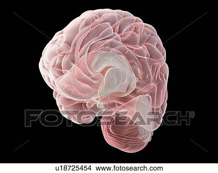 Picture - Human brain, illustration. Fotosearch