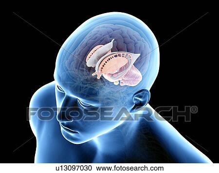 Human brain, illustration View Large Photo Image Stock Image - Human brain, illustration. Fotosearch