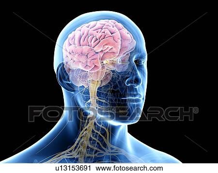 Stock Image - Human brain, illustration. Fotosearch