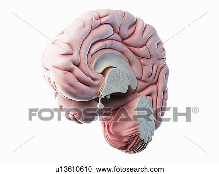 Human brain, illustration View Large Photo Image Stock Image - Human brain, illustration. Fotosearch