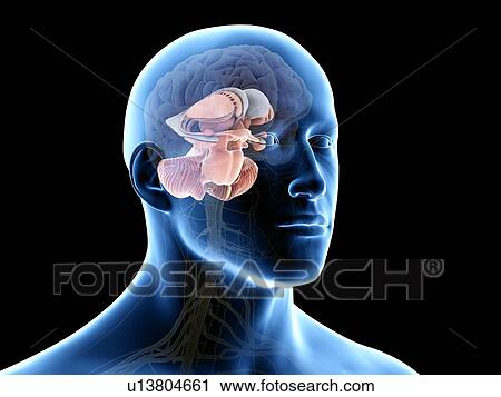 Human brain, illustration View Large Photo Image Stock Image - Human brain, illustration. Fotosearch