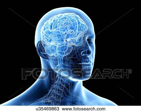 Stock Image - Human brain, illustration. Fotosearch