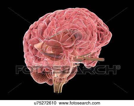 Human brain, illustration View Large Photo Image Stock Image - Human brain, illustration. Fotosearch