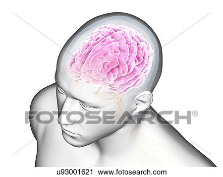 Human brain, illustration View Large Photo Image Stock Image - Human brain, illustration. Fotosearch