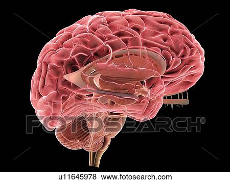 Stock Photo - Human brain, illustration. Fotosearch