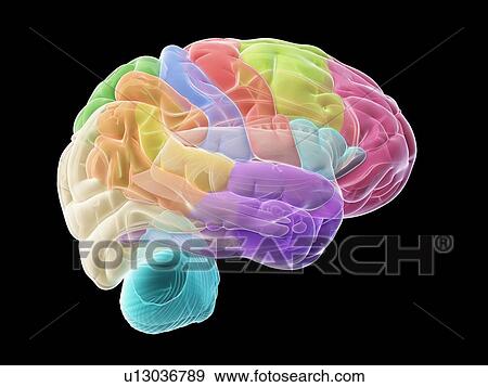 Stock Photo - Human brain, illustration. Fotosearch