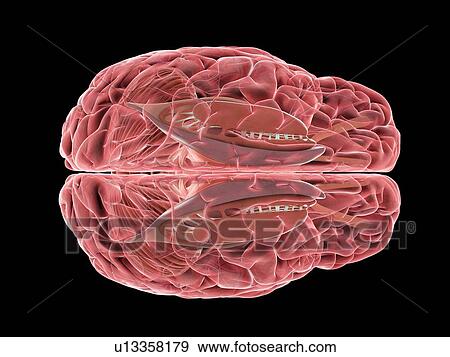 Human brain, illustration View Large Photo Image Stock Photo - Human brain, illustration. Fotosearch