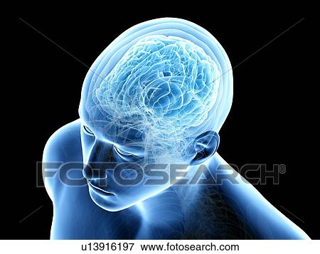 Stock Photo - Human brain, illustration. Fotosearch