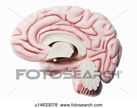 Stock Photo - Human brain, illustration. Fotosearch