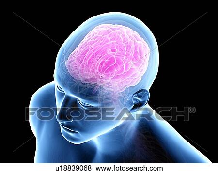 Human brain, illustration View Large Photo Image Stock Photo - Human brain, illustration. Fotosearch