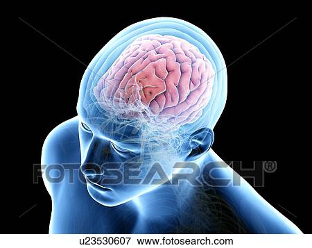 Human brain, illustration View Large Photo Image Stock Photo - Human brain, illustration. Fotosearch