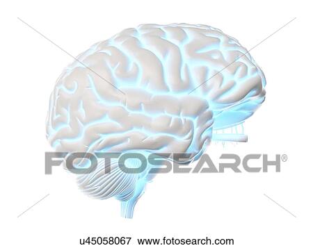 Stock Photo - Human brain, illustration. Fotosearch