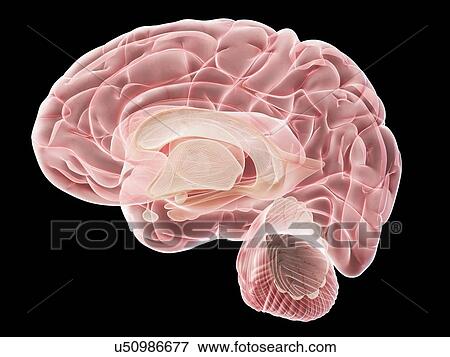Human brain, illustration View Large Photo Image Stock Photo - Human brain, illustration. Fotosearch