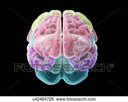 Stock Photograph - Human brain, illustration. Fotosearch