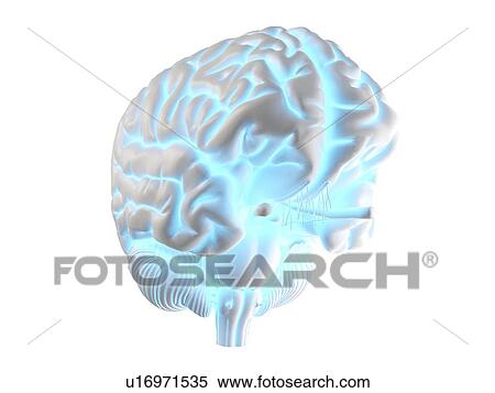 Human brain, illustration View Large Photo Image Stock Photography - Human brain, illustration. Fotosearch