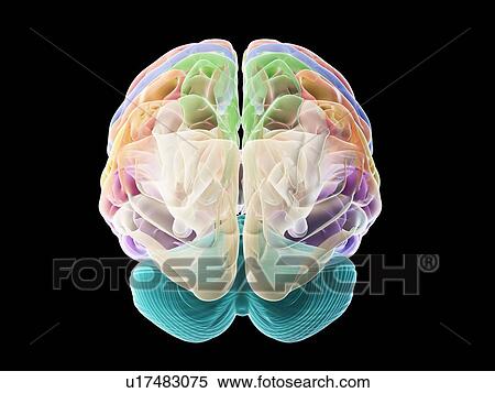 Stock Photography - Human brain, illustration. Fotosearch