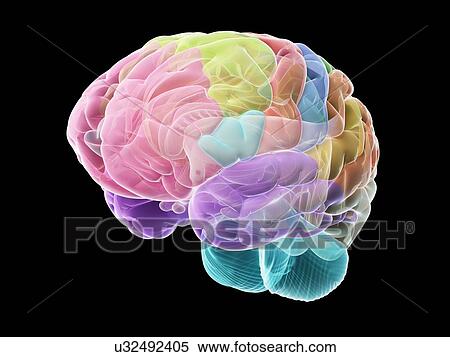Stock Photography - Human brain, illustration. Fotosearch