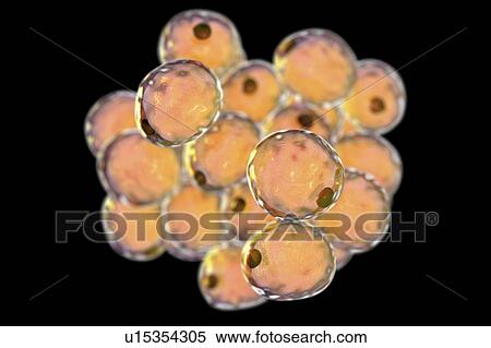 Stock Photography - Human fat cells, computer illustration.. Fotosearch