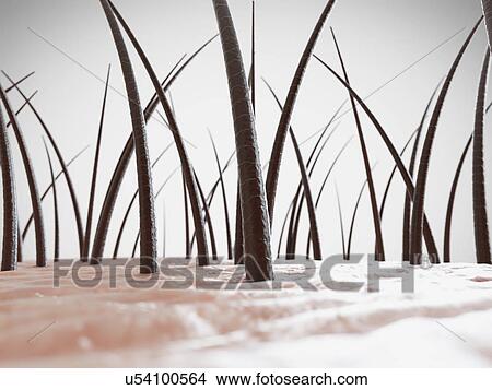 Picture - Human hair, computer illustration.. Fotosearch