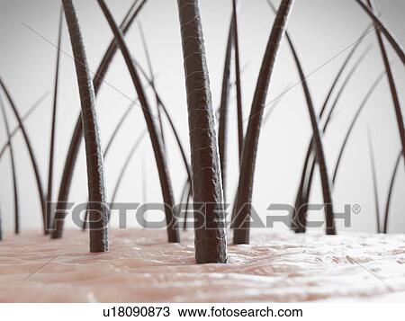Stock Image - Human hair, computer illustration.. Fotosearch