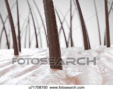 Stock Image - Human hair, computer illustration.. Fotosearch